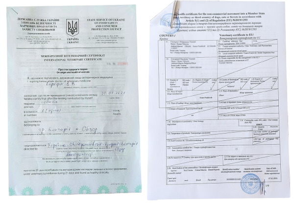 Зразок міжнародного ветсертифікату