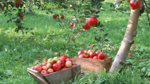Грант на сад для фермерів та малого бізнесу