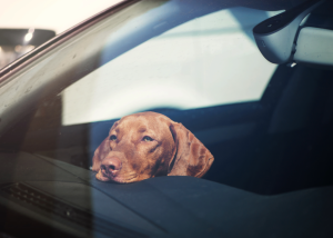 За тварину в зачиненому авто загрожує штраф або кримінальна відповідальність