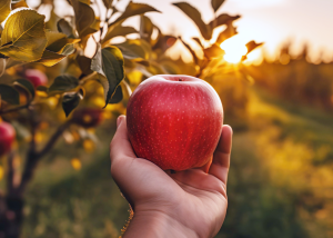 Ціни на яблука б’ють рекорди, але зниження вже на горизонті