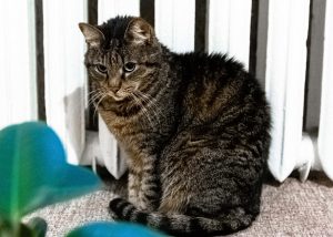 Кабмін зафіксував початок опалювального сезону з 1 листопада