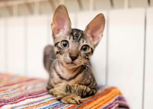 Міненерго заперечило перенесення опалювального сезону на 1 листопада