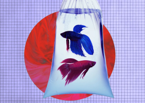 Штучний інтелект Claude збанкрутував, керуючи офісним торговим автоматом