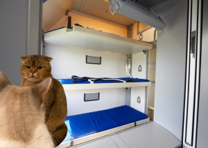 В Укрзалізниці пояснили, хто має право на нижню полицю